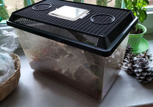 Terrarium z patyczakami w kąciku przyrodniczym.