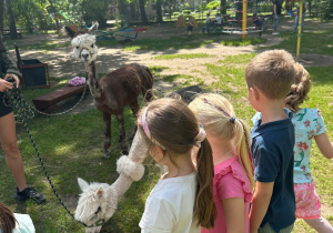 Dzień Dziecka z alpakami