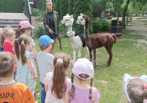 Alpaki w odwiedzinach z okazji Dnia Dziecka