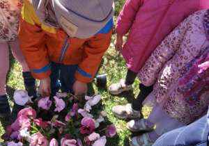 Dzień Bratka - wspólne sadzenie bratków w naszym przedszkolu