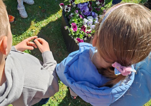 Dzień Bratka - wspólne sadzenie bratków w naszym przedszkolu