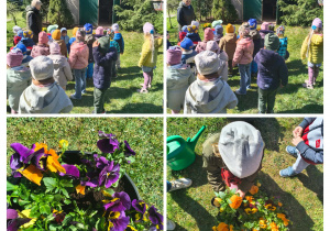 Dzień Bratka - wspólne sadzenie bratków w naszym przedszkolu