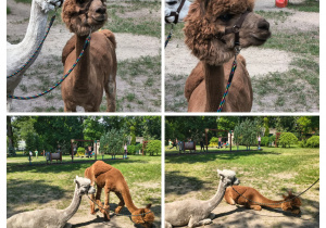 Dzień dziecka- spotkanie z alpakami