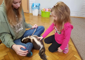 zdjęcie skunksa Julka podczas zabawy